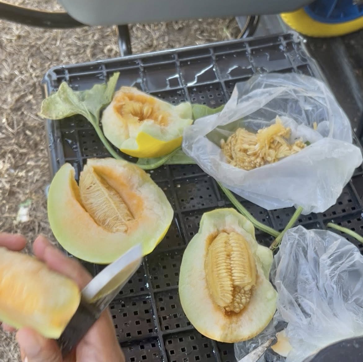 Dari Peluh ke Manisan: Usahawan Muda Tok Fakir Tuai Melon Pertama